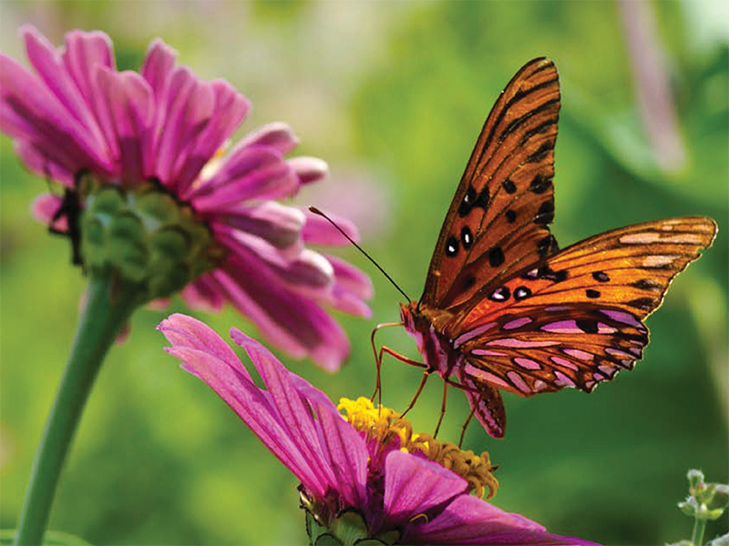 butterfly on flower