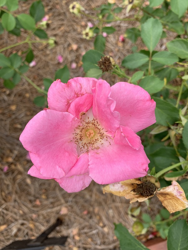 pink rose