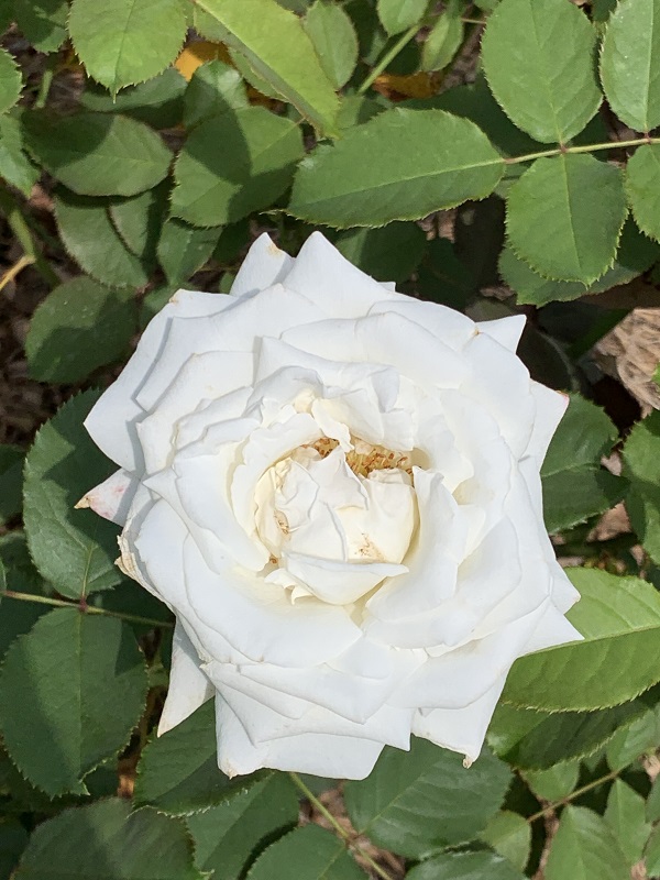 white rose