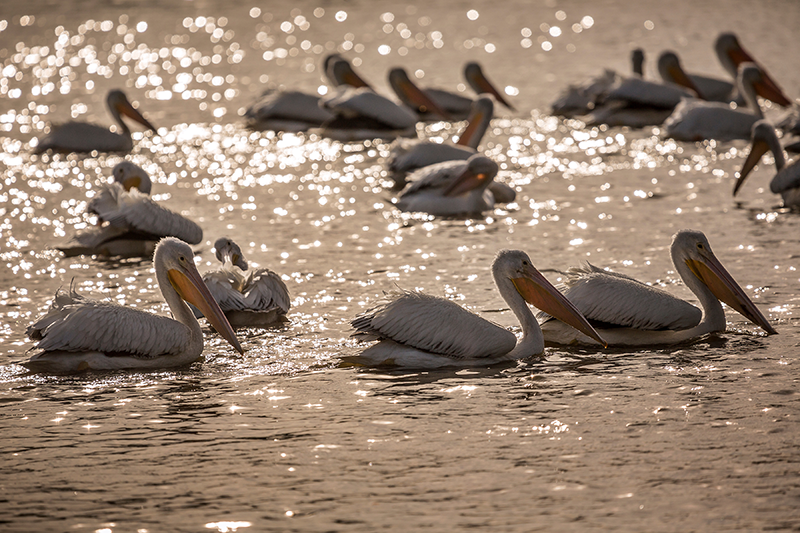 Photo of pelicans swimming in the LSU Lakes.