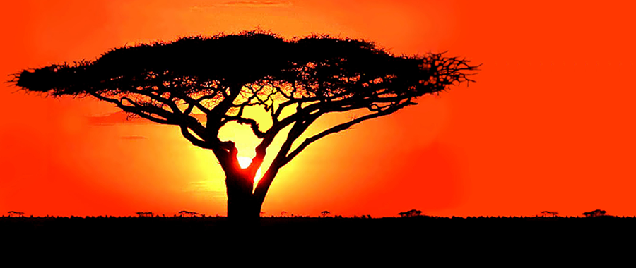 african nature scene