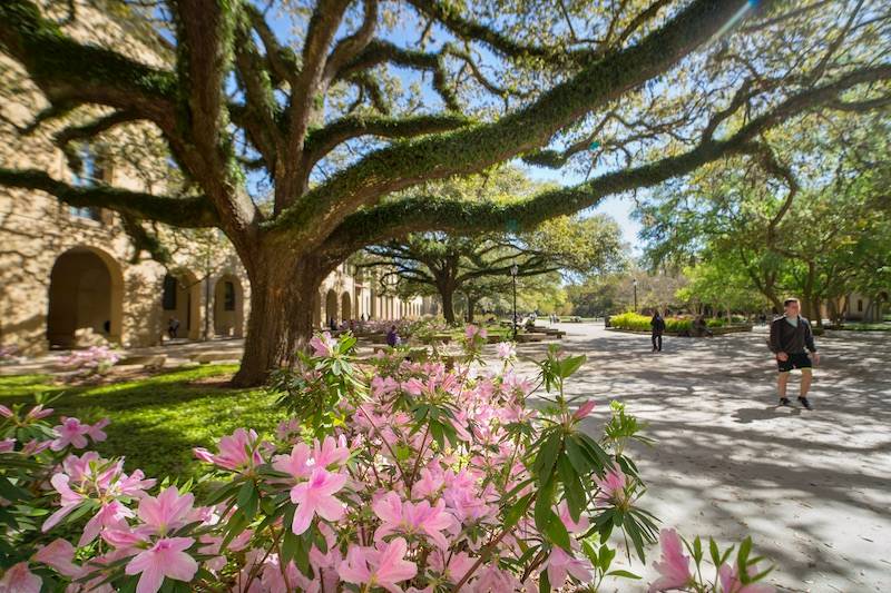 LSU Azaleas