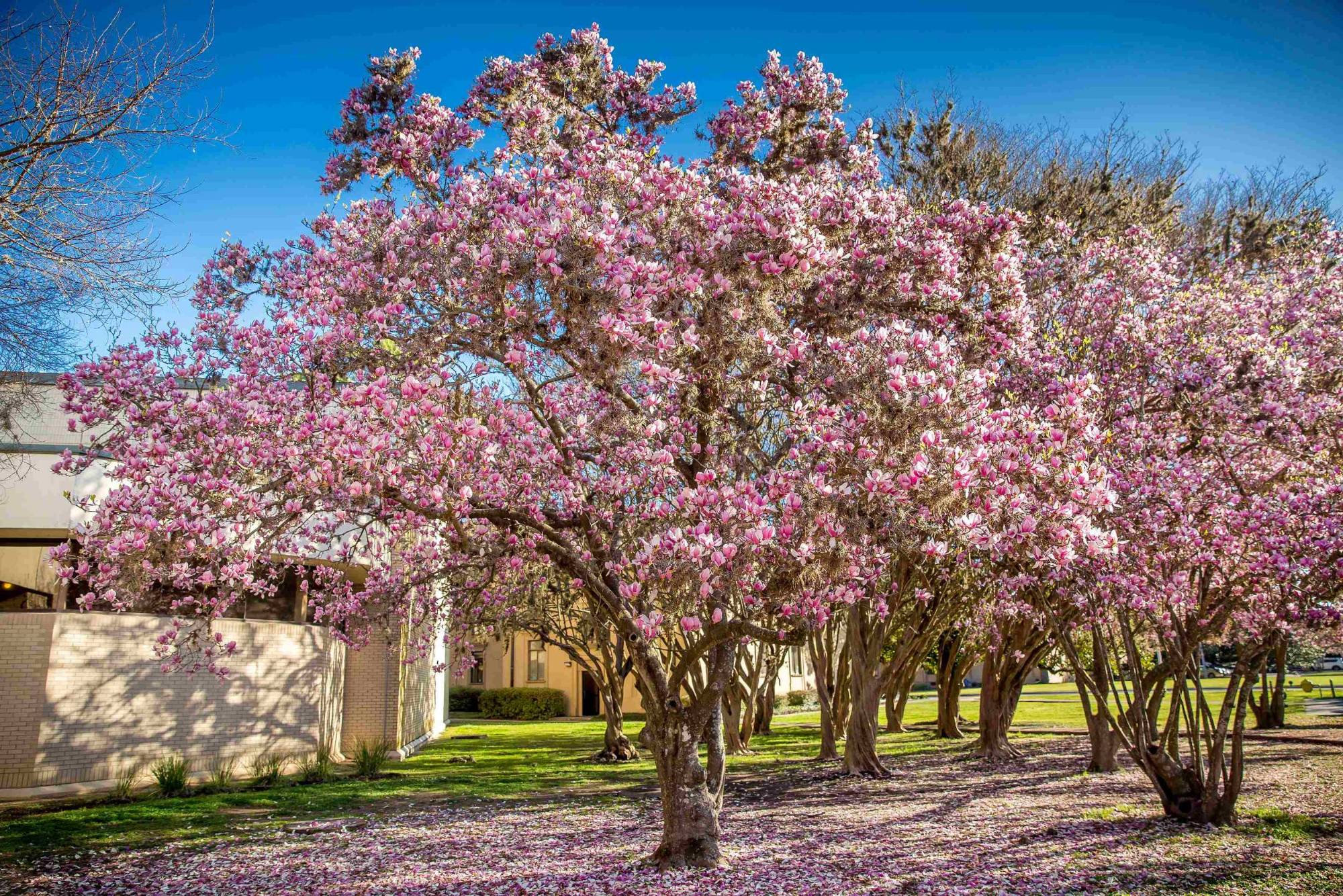 Japanese magnolias blooming on a tree.