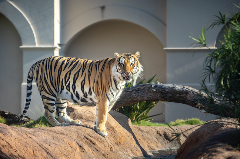 mike the tiger in his habitat