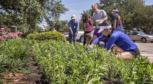 students planting flowers on campus