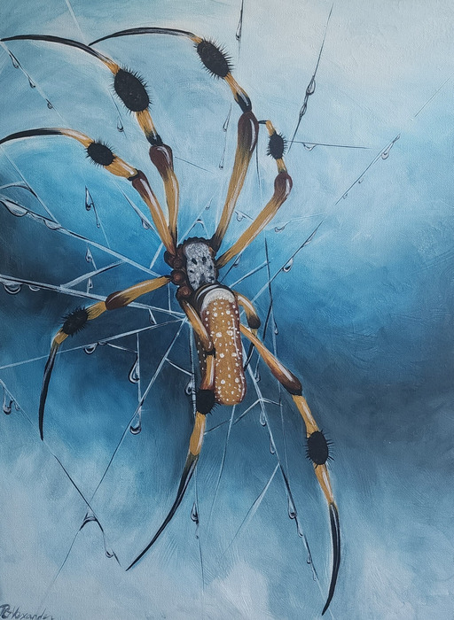 Dew Drops spider in a web