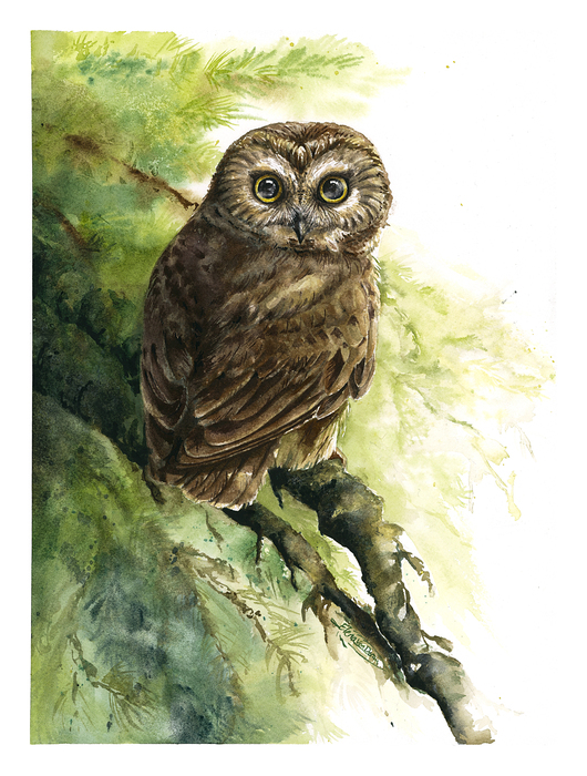 Saw-Whet Standown Watercolor of an owl in a tree