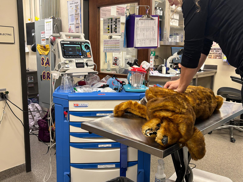 CPR using canine dummy