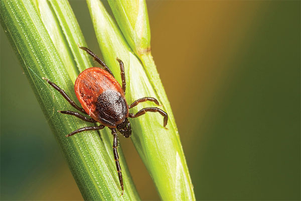 tick on grass